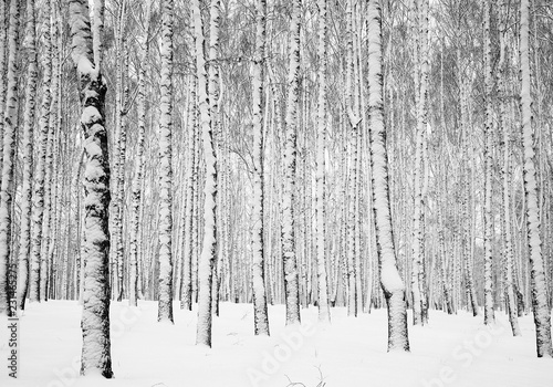 Winter snowy birch forest