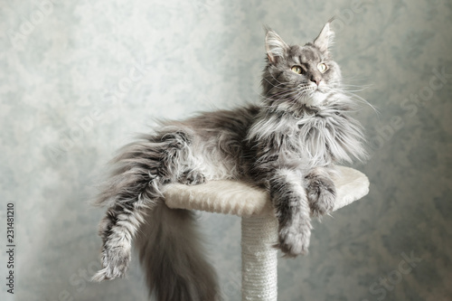 Beautiful gray Maine Coon cat lying on a stand.