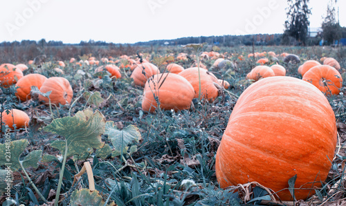 Large field with orange pumpkins, blue sky, autumn time, squash, gourd