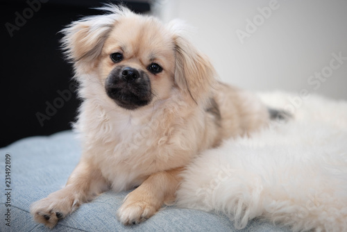 tibetan spaniel posing on lamb skin