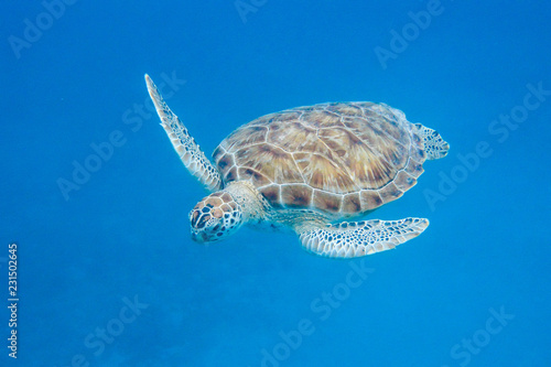 Underwater view of Green Sea Turtle (Chelonia mydas) swimming in blue sea in Barbados