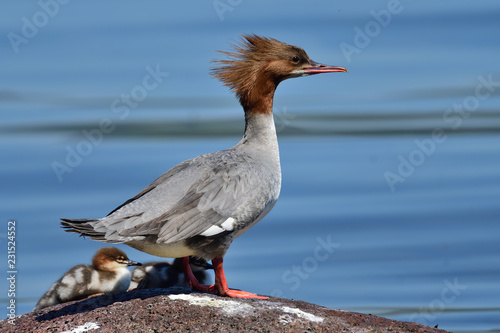 Common merganser (Mergus merganser) standing on a rock in a lake 