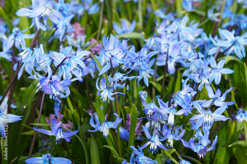 Blue scilla siberica or siberian squill spring flowers 
