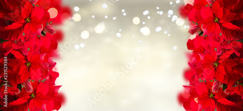 scarlet poinsettia flowers or christmas star borders on festive silver background