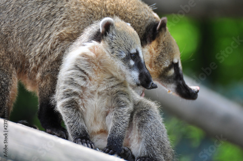 Junger Nasenbär mit seiner Mutter