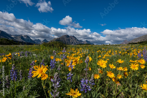 Yellow Daisies in Wildflower Field in Montana