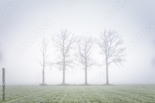 Four big trees in a mystic landcsape in the green meadow
