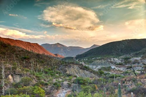 Paisaje de cactus en oaxaca