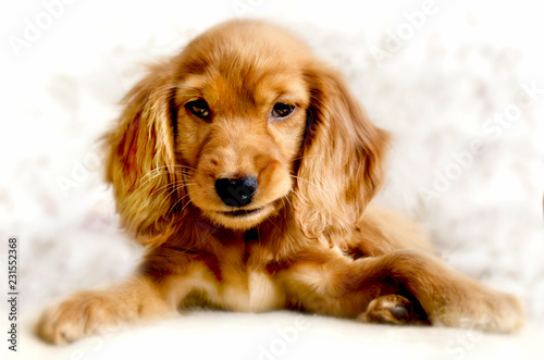 Cute cocker spaniel puppy looking at the camera