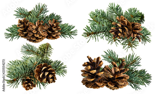 Green fir branch with cone on white background with clipping pass
