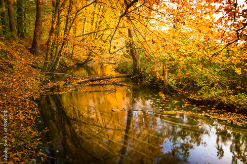 Rzeka w jesiennym lesie. Rezerwat przyrody Grądy nad Moszczenicą, w gminie Zgierz, Polska