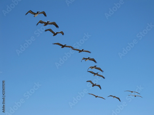 flock of pelicans on blue sky