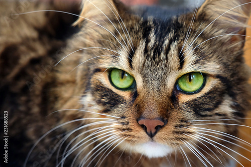Close up portrait of long haired brown tabby cat with green eyes