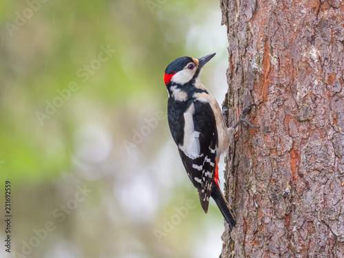 Great-spotted Woodpecker ( Dendrocopos major ) Feeding on a pine tree