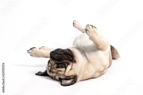 Cute pet dog pug breed lying on ground and smile waiting for playing with owner happiness feeling so funny and comfortable making serious face isolated on white background,Friendly Pet Concept