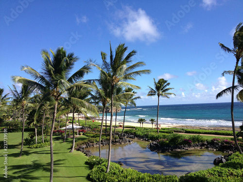 Palmy na Kauai na Hawajach rano