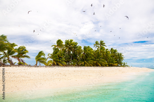 Small remote tropical island motu overgrown with palms. Sandy beach, flock of birds flying. Funafuti atoll, Tuvalu, Polynesia, South Pacific, Oceania