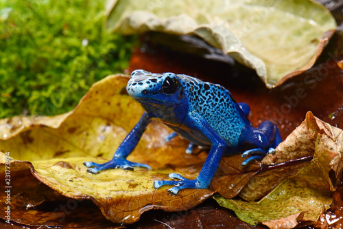 Blauer Baumsteiger (Dendrobates tinctorius azureus) - Blue poison dart frog