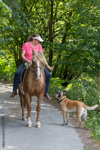 Reiterin mit schönem Pferd und Hund