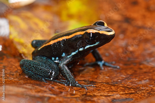 Gestreifter Blattsteiger (Phyllobates vittatus) - Golfodulcean poison frog
