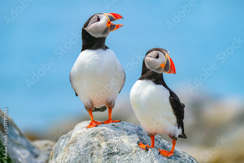 Atlantic Puffins, Machias Seal Island