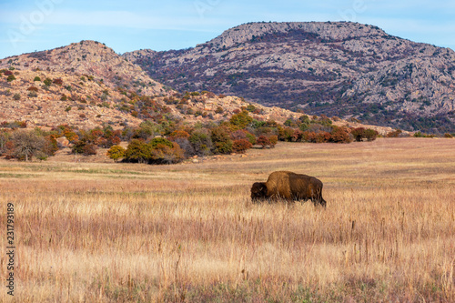 Bison on the range at the Wichita Mountains Wildlife Refuge, located in southwestern Oklahoma.