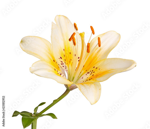 Single stem with a bright yellow lily flower isolated