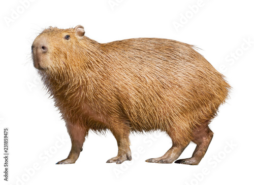 Capybara isolated on white background