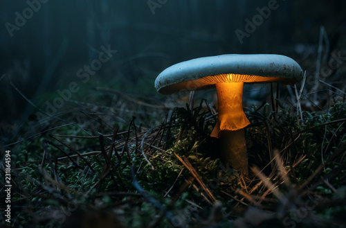 Wróżka, świecące grzyby w lesie w nocy z miejsca kopiowania