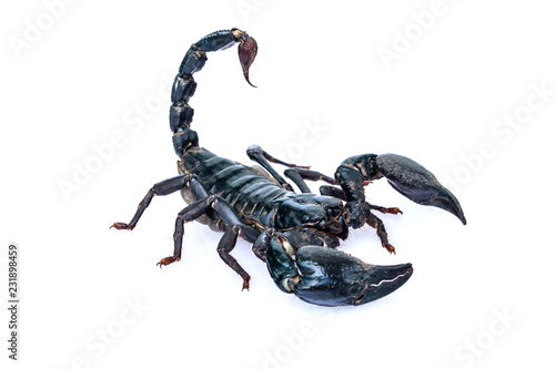 The black scorpion isolated on white background.