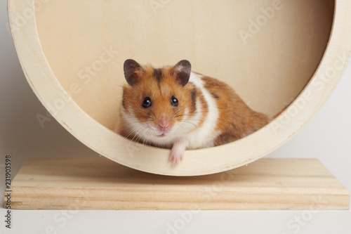 Syrian hamster play with an hamster wheel