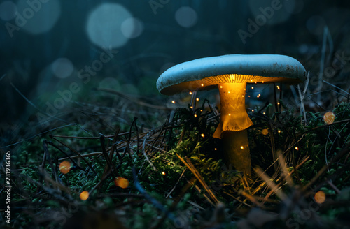 Fairy, glowing mushroom in the misty forest at night with copy space
