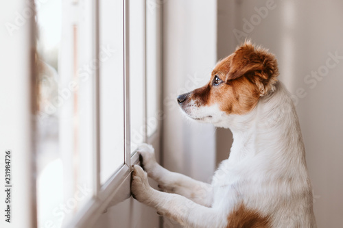 cute small dog standing on two legs and looking away by the window searching or waiting for his owner. Pets indoors