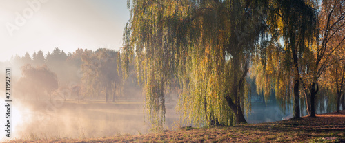 autumn foggy morning in the city park