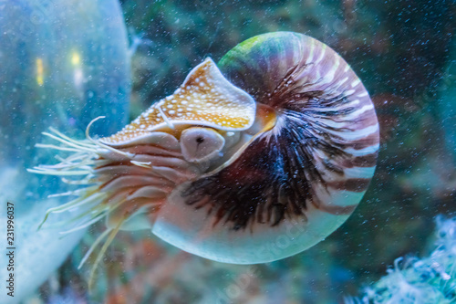 Rare tropical marine life portrait of a nautilus cephalopod a living shell fossil underwater sea animal