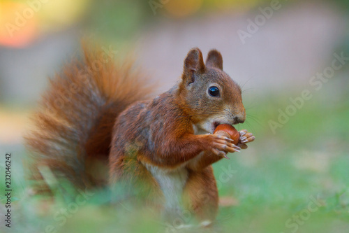 Sciurus vulgaris - Eichhörnchen mit einer Haselnuß