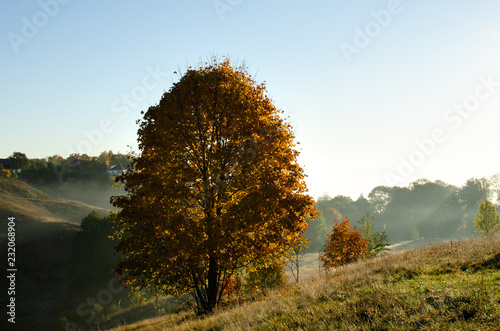 Autumn broadleaf maple. Autumn color of trees in the field, ravine. Russia. In the morning a ravine outside the city in the fog.