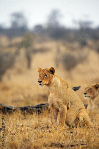 The Southern lion (Panthera leo melanochaita) also as the East-Southern African lion or Eastern-Southern African lion or Panthera leo kruegeri. The adult lioness is creeping to the prey.