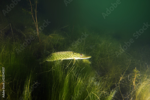 The northern pike (Esox lucius), known as a pike or pickerel,a small pike hidden in underwater grass