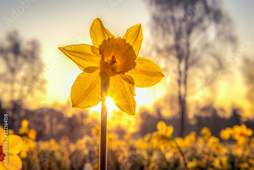 The narcissus (Narcissus) form a plant genus in the subfamily of Amaryllidoideae within the family Amaryllis (Amaryllidaceae). Concept: flowers and plants or springtime