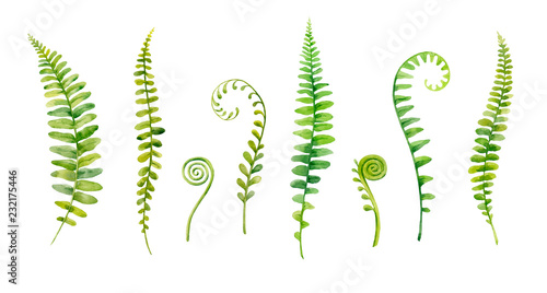 Watercolor hand painted leaves of fern plants on white background.