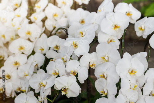 Bunch of white orchid flowers