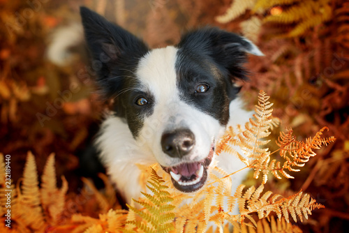 Young border collie dog in a garden looks out of the fern