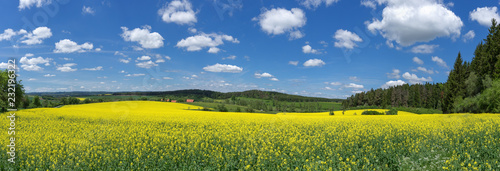Blühendes Rapsfeld in malerischer ländlicher Landschaft - Panorama