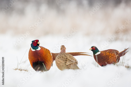 Birds - Common Pheasant (Phasianus colchicus) male - cock