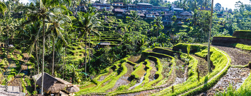 green rice terraces in bali indonesia