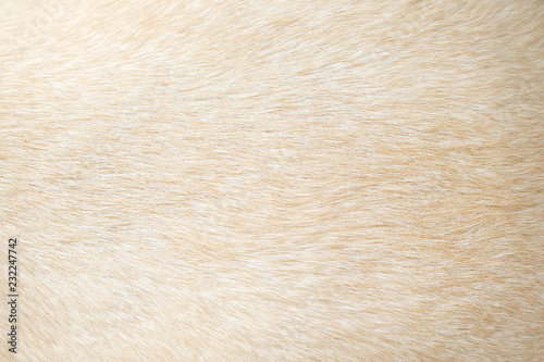 Light brown dog fur patterns texture , Nature animal background