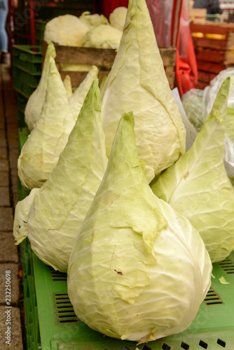 conic white cabbages heap at Saturday market, Ludwigsburg