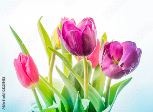 Close-up Red Pink Purple isolated tulp flowers on the white background