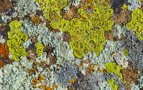 Color lichen on stone top view